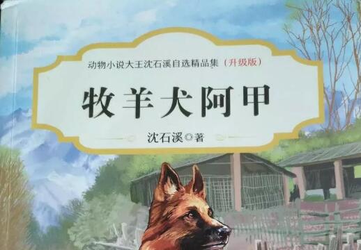 《牧羊犬阿甲》读后感500字.jpg